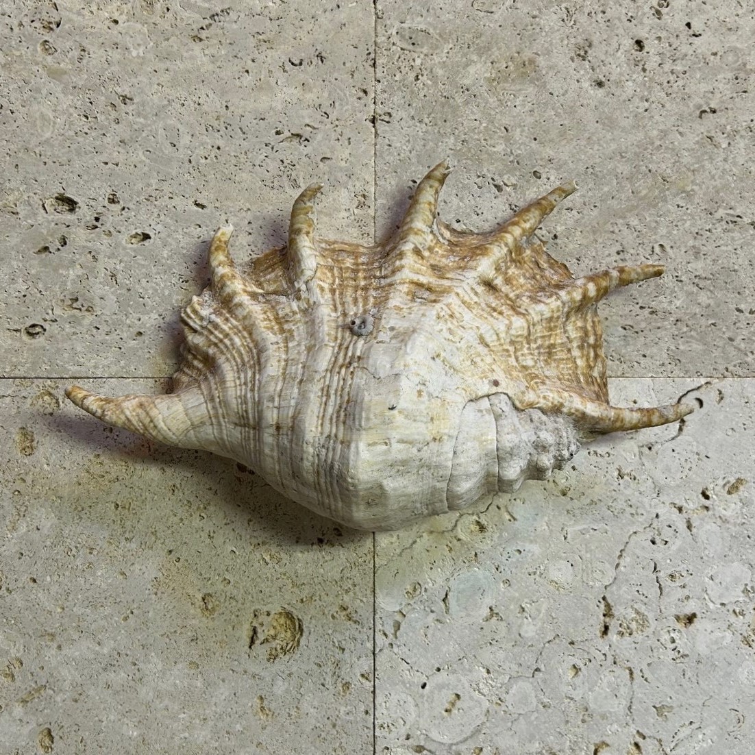 貝 サンゴ 夜光貝